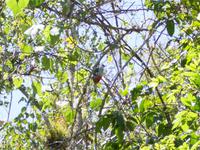 Der Tokororo Kubas Nationalvogel