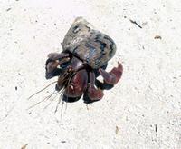 Einsiedlerkrebs auf Cayo Blanco