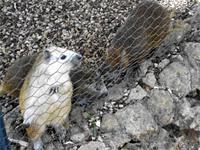 Jutias sollen sehr gut schmecken