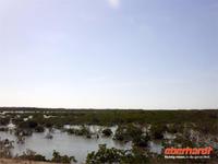MangrovengÜrtel bei Cayo Santa Maria