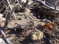 Millionen dieser Tierchen kreuzten die Strasse nach Trinidad