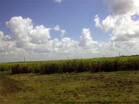 Zuckerrohr so weit das Auge reicht