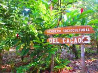 Überraschungsausflug zu einer Kakaoplantage