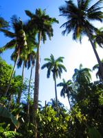 herrliche Palmen