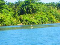 romantische Bootsfahrt auf dem Rio Toa