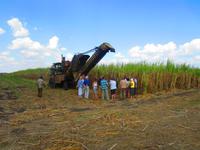 Auf dem Zuckerrohrfeld