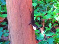 Eidechse mit weißem Kelchen