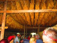 Beim Tabakbauern zu Besuch