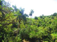 Kubas herrliche Natur