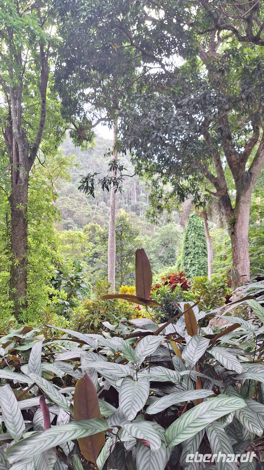 Soroa: Botanischer Garten