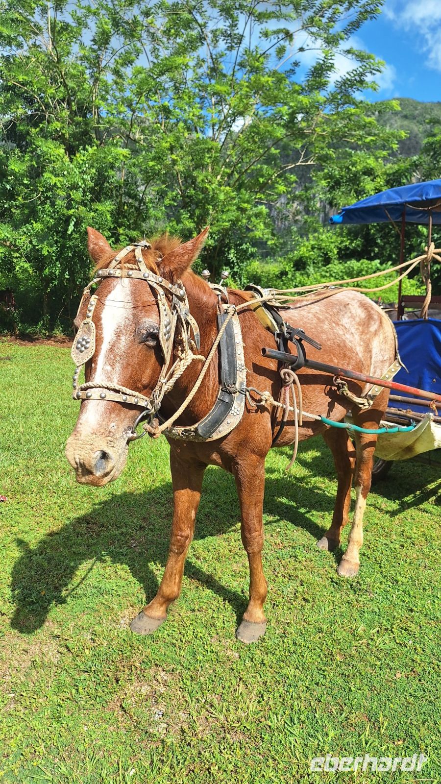 Viñales: Kutschfahrt