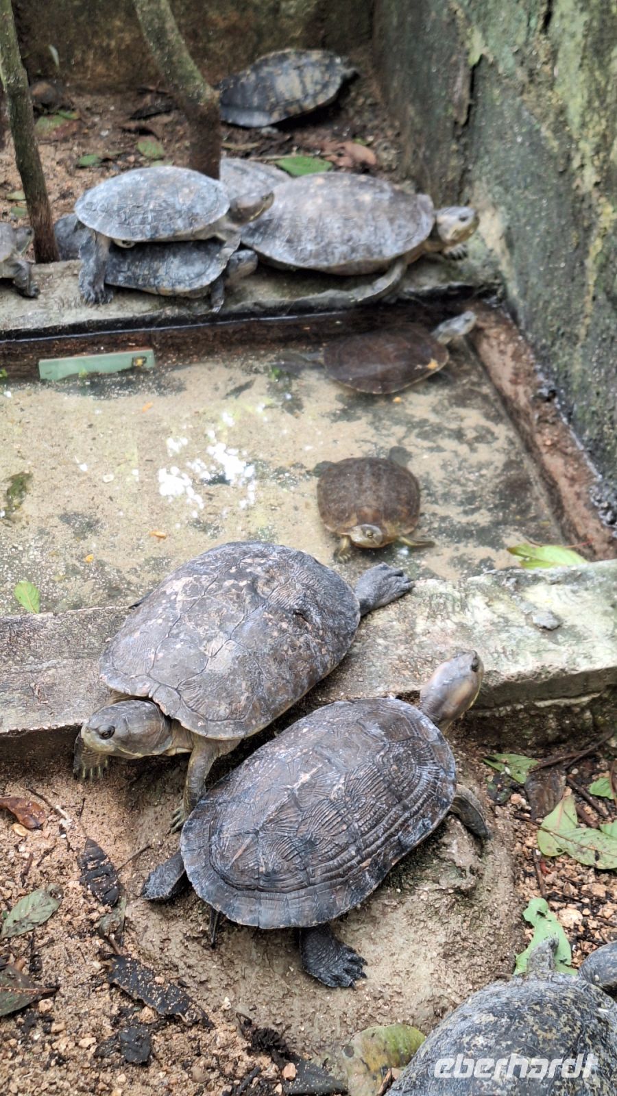 Unterwegs an die Schweinebucht