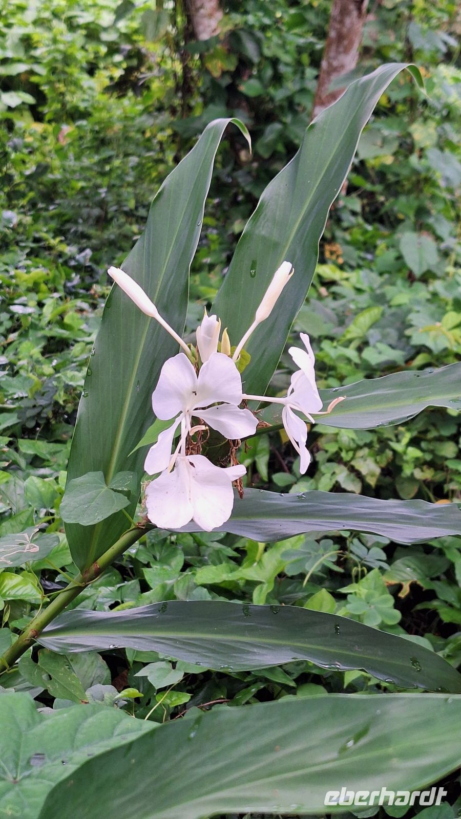 Kubanische Nationalblume