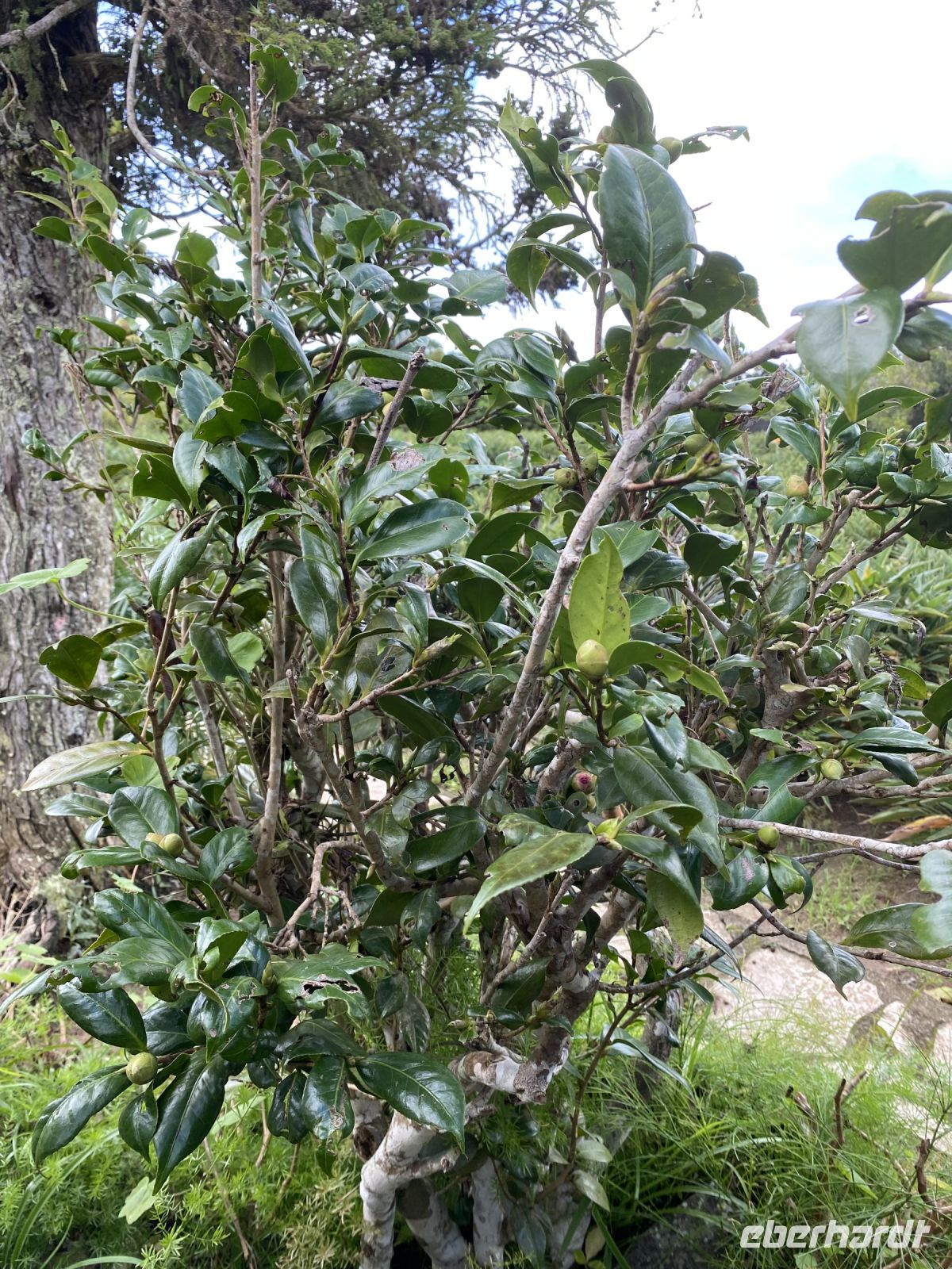 Im Botanischen Garten auf dem Gran Piedra