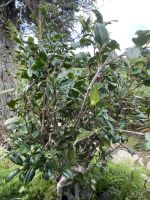 Im Botanischen Garten auf dem Gran Piedra