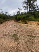 Der Weg zur Kaffeeplantage La Isabelica