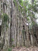 Im Botanischen Garten Cienfuegos