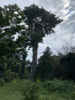Im Botanischen Garten Cienfuegos