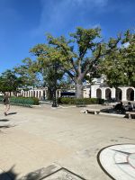 Ceiba auf dem Platz José Marti