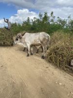 Wichtiges Transportmittel sind die Zebubullen