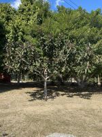 Park an der Kathedrale