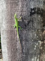 Er fühlt sich wohl in der Sonne