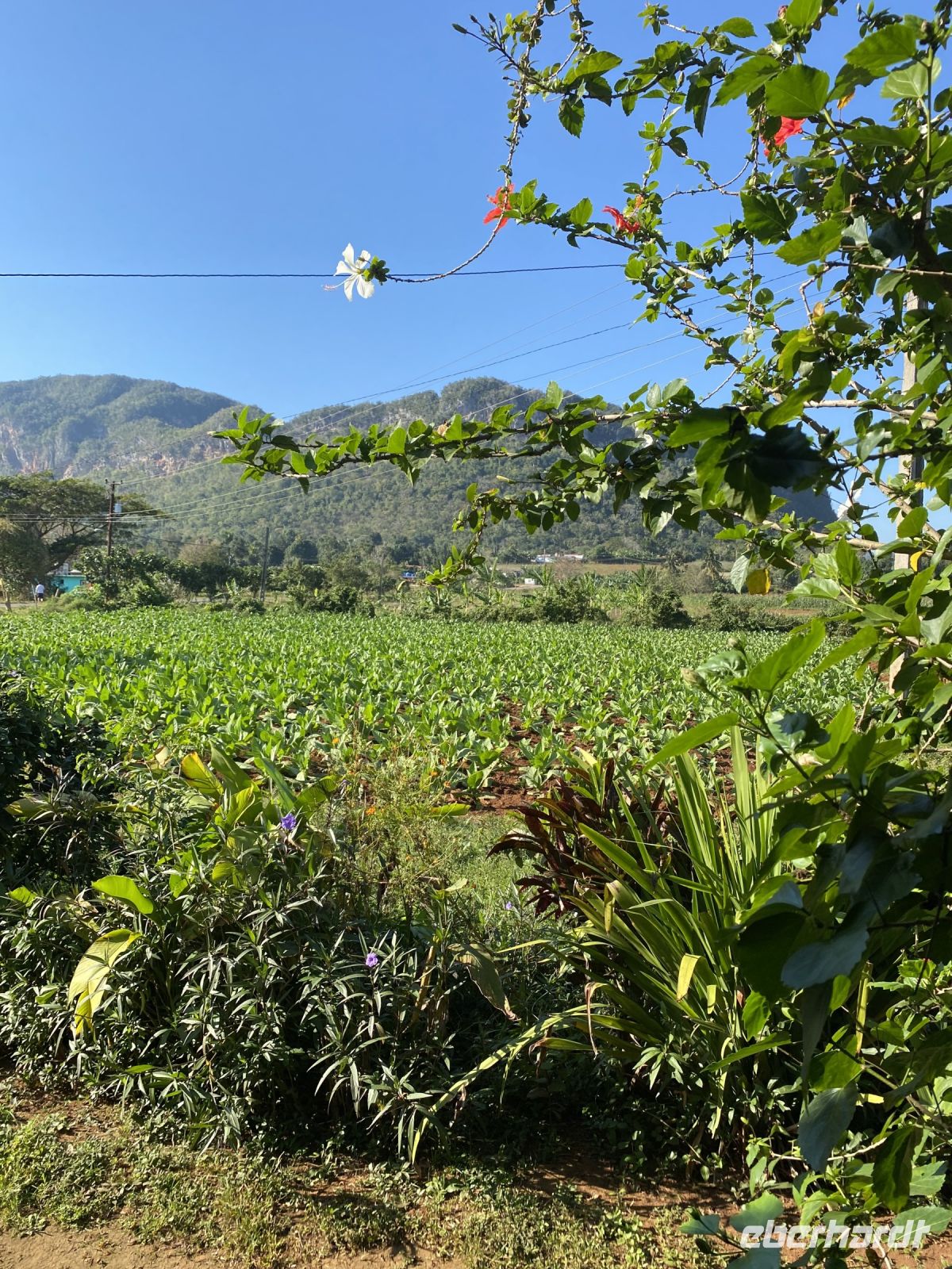 Auch Taro wächst hier gut