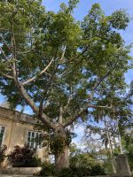 Eine alte Ceiba bewacht das Wohnhaus