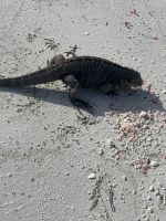 Hungriger Leguan auf Cayo Frances