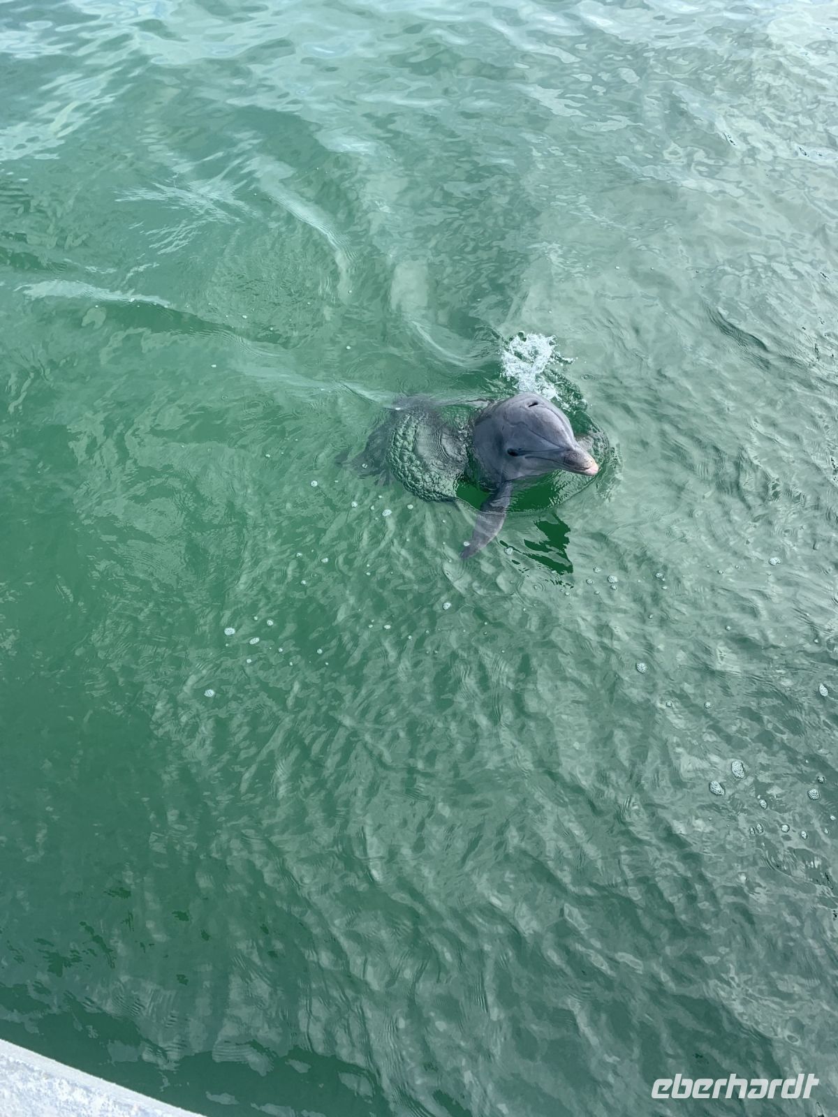 Freundliche Begrüßung im Delphinarium