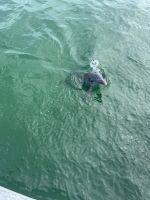 Freundliche Begrüßung im Delphinarium