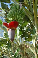 Bananenblüte
