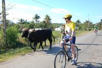 Ochsengespann mit Radler