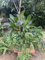 Im Garten des Künstlers