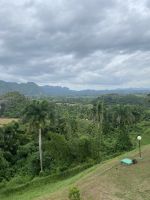 Hier wächst der beste Tabak