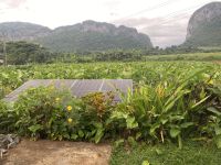 Ein Taro-Feld, im Vordergrund arbeitet die Sonnenenergie