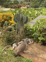 Stattliche Opuntien begrenzen den Feldrand