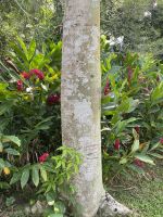 Alpinien gibt es reichlich