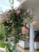 Üppig blühen die Bougainvillien