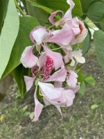 Blüten der Bauhinie