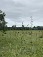 Mittelkuba weist große Weideflächen auf