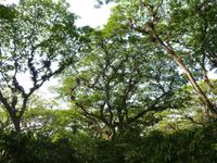 Auf der Kaffeeplantage