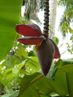 Bananenblüte