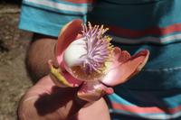 Botanischer Garten Cienfuegos