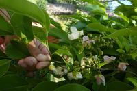 Botanischer Garten Cienfuegos