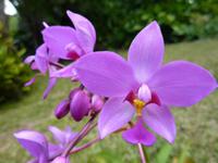 Orchideengarten Soroa