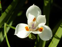 Orchideengarten Soroa