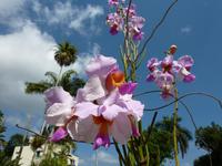 Orchideengarten Soroa