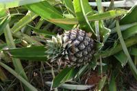 Vinalestal_Ananas