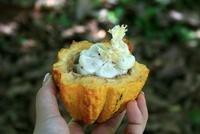 Baracoa_Wanderung_Kakao